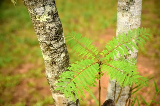 A small native Australian fern in daylight