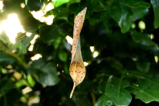 A small spider curled up inside a leaf