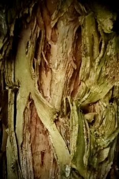 A close up of the trunk of an Australian native Paperbark tree
