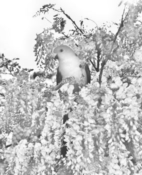 A male King Parrot sitting in a wisteria tree in an artistic grayscale