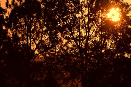 The sun shining through a Eucalyptus tree at dusk