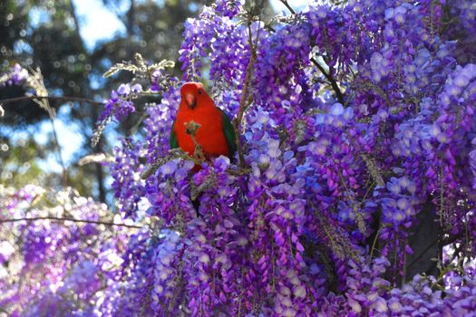 A male King Parrot sitting in a wisteria tree