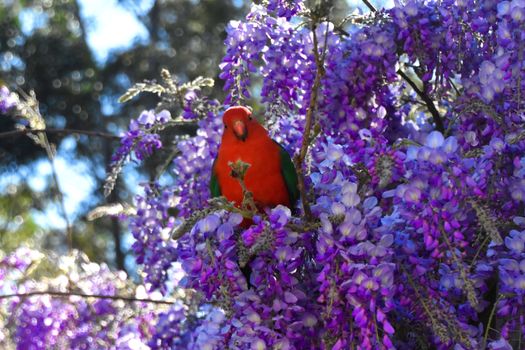 A male King Parrot sitting in a wisteria tree