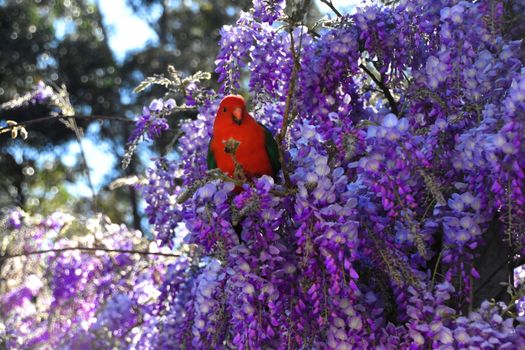 A male King Parrot sitting in a wisteria tree