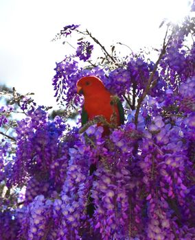 A male King Parrot sitting in a wisteria tree