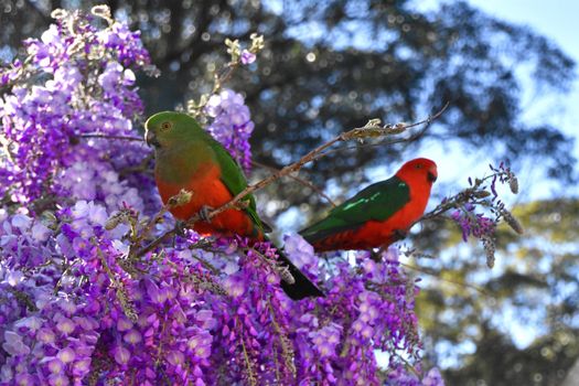A male and female King Parrot sitting in a wisteria bush