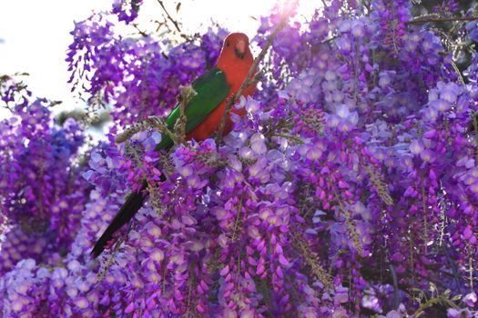 A male King Parrot sitting in a wisteria tree