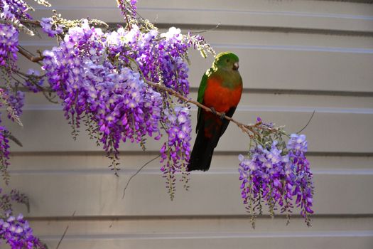 A female King Parrot sitting on a wisteria tree