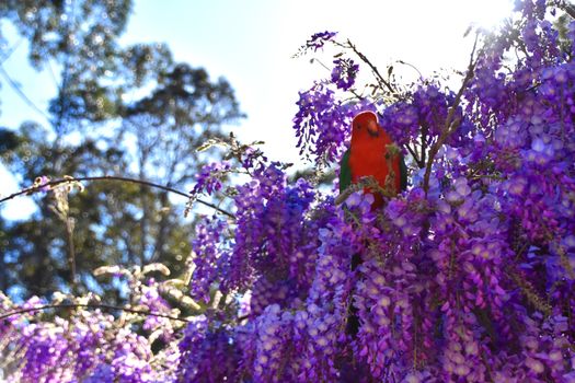A male King Parrot sitting in a wisteria tree