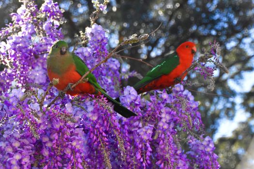 A male and female King Parrot sitting in a wisteria bush