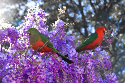 A male and female King Parrot sitting in a wisteria bush