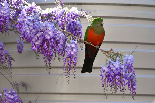 A female King Parrot sitting on a wisteria tree