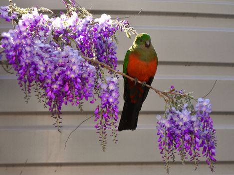 A female King Parrot sitting on a wisteria tree