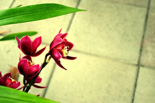 Beautiful hot pink orchids on tiles