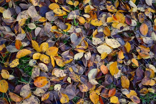 Autumn leaves on green grass