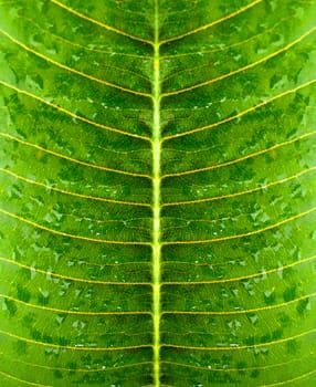 Water droplets on a ripe green leaf