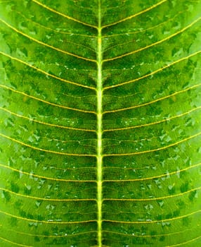 Water droplets on a ripe green leaf