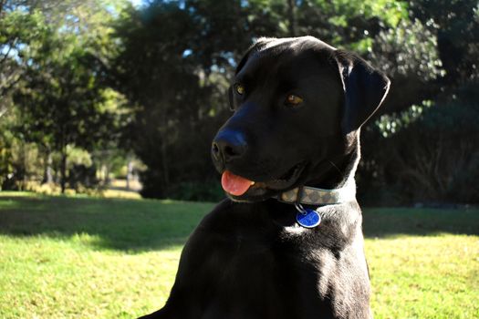 A portrait of a black Labrador outside