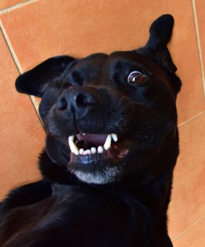 A black Labrador smiling while getting a well-deserved belly rub.