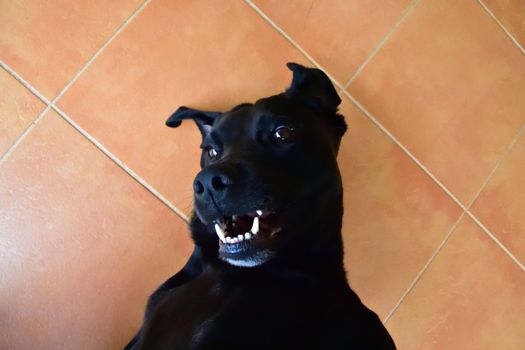 A black Labrador smiling while getting a well-deserved belly rub.