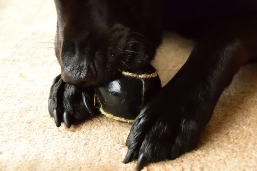 A black Labrador chewing an old tennis ball