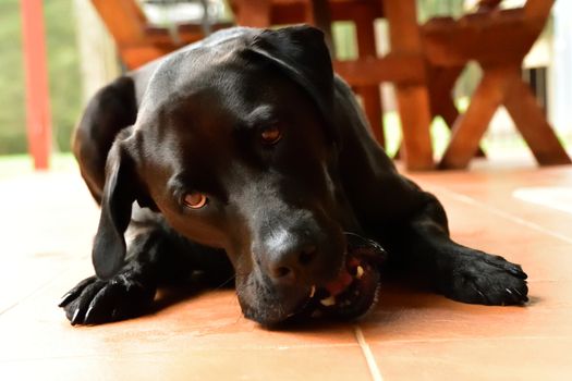 A black Labrador chewing an old tennis ball