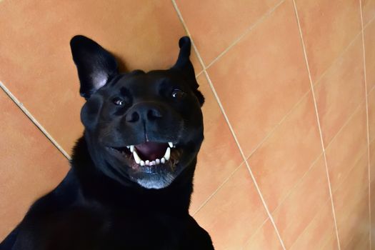 A black Labrador smiling while getting a well-deserved belly rub.