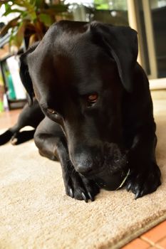 A black Labrador chewing an old tennis ball