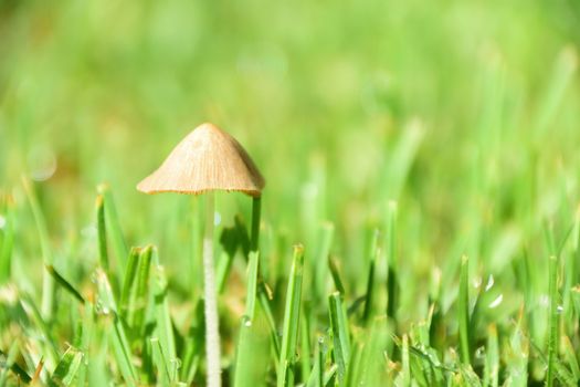 A small wild mushroom growing through grass.