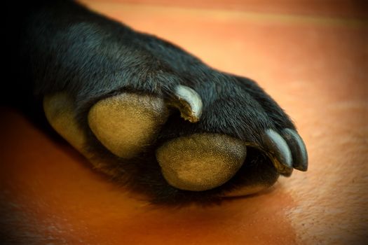 The paw of a black Labrador on tiles