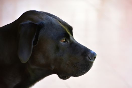 A portrait of a black Labrador