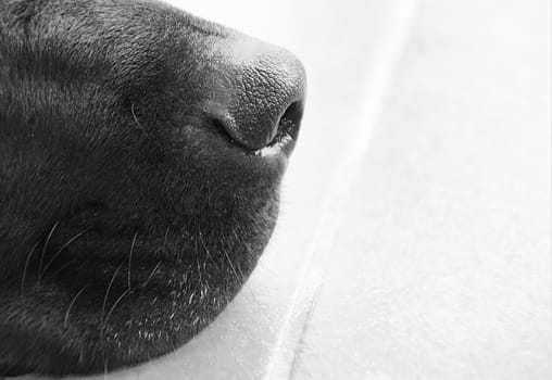 A close up of a black Labradors nose
