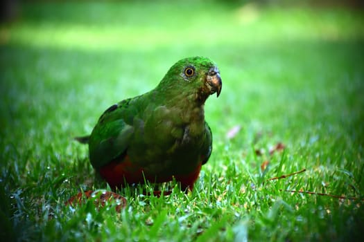 A female King Parrot standing on green grass