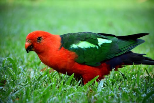 A male King Parrot standing on green grass