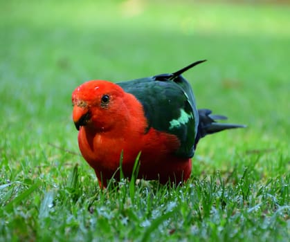 A male King Parrot standing on green grass