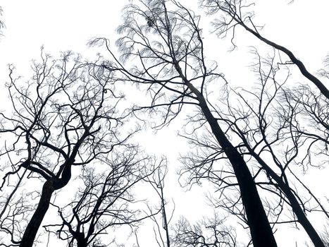 Eucalyptus trees freshly burned due to bushfire