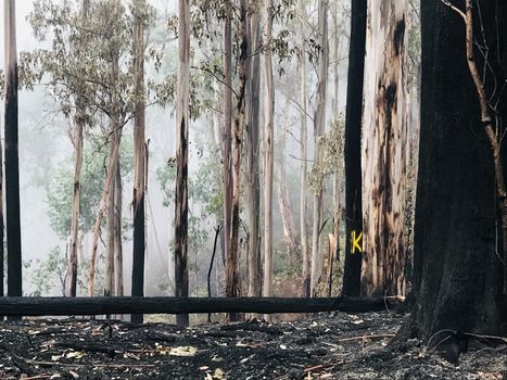 Australian outback post-bushfire with a yellow K on a tree, meaning Killer Tree - a tree that will fall imminently.