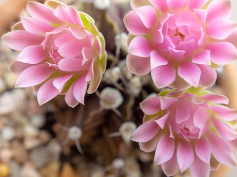 Group of Gymnocalycium Cactus flower,close-up Pink delicate petal flower