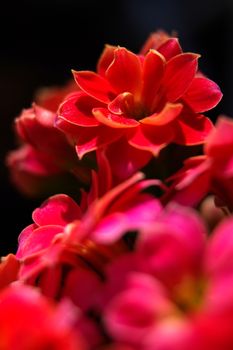 Red kalanchoe closeup