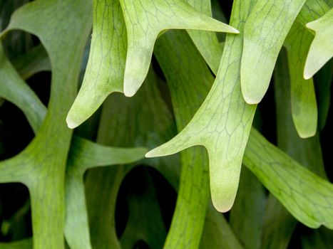 Texture Detail on leaves of Elkhorn Fern , Platycerium coronarium