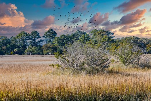 Bare and pine trees in brown wetland marsh grasses