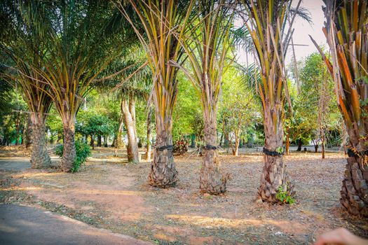A park zone with big old palm trees growing