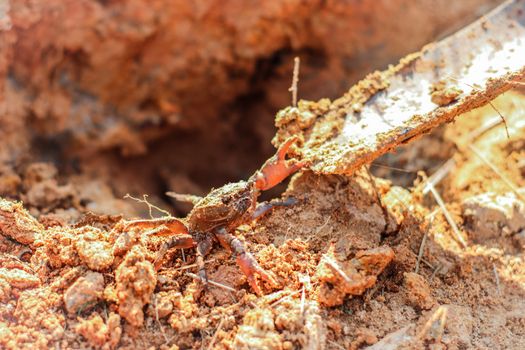 A crab in ground near its hole. Earth crab hunting