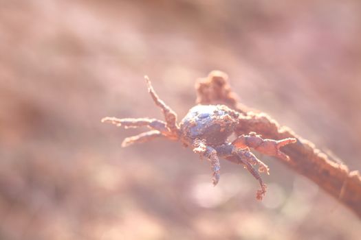 A small earth crab. Earth crab hunting