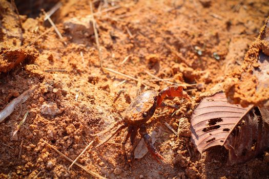 A crab in ground. Earth crab hunting