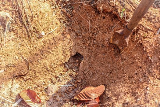 A crab's hole in ground. Earth crab hunting