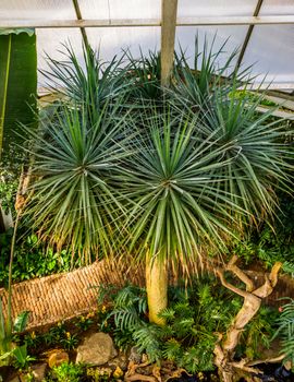 Dragon tree in a tropical garden, popular plant specie with a vulnerable status, Native to the Canary Islands