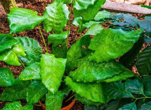 closeup of a potted Calathea musaica, also known as Goeppertia kegeljanii, A popular tropical ornamental house plant from Brazil