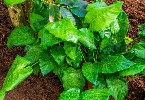 Calathea musaica, also known as Goeppertia kegeljanii, A popular tropical ornamental house plant from Brazil