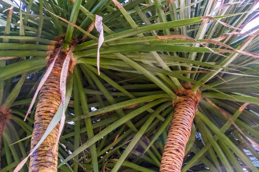 closeup of the trunks and leaves of a dragon tree, popular plant specie with a vulnerable status, Native to the Canary Islands